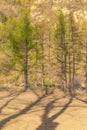 Larch and mountain forest in farmland