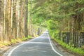 Larch tree lined Royalty Free Stock Photo