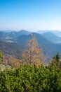 Larch tree in the middle of pine trees, Puchberg am Schneeberg,