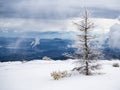 Larch tree on a mountain in winter