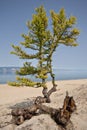Larch tree and roots on sand, coast of Baikal lake