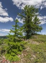 Larch Tree in the Ural Mountains. Royalty Free Stock Photo