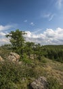 Larch Tree in the Ural Mountains. Royalty Free Stock Photo