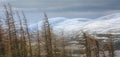 Larch trees & Cairngorms in Scotland.