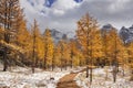 Larch trees in fall after first snow, Banff NP, Canada Royalty Free Stock Photo