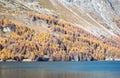 Larch trees in golden autumn colors along the shore of a swiss lake Royalty Free Stock Photo