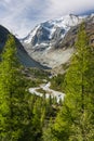 Larch trees growing above alpine valley Royalty Free Stock Photo
