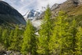 Larch trees growing above Val d'Anniviers Royalty Free Stock Photo