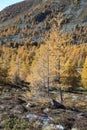 Larch trees in mountain forest