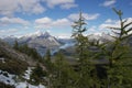 Larch trees in the rocky mountains with lake background