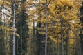 Larch trees with yellow autumnal deciduous foliage