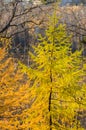 Larch trees with yellow-green needles in the autumn forest. Beginning of autumn. Wildlife of Eastern Siberia, Russia. Royalty Free Stock Photo