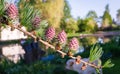 Larch twig with red blooming small cones Royalty Free Stock Photo