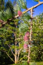 Larch twig with red blooming small cones Royalty Free Stock Photo