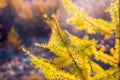 Yellow branch of wild larch is illuminated by the sun, autumn nature, background Royalty Free Stock Photo
