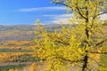 Larch in the Ural Mountains Royalty Free Stock Photo