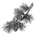 Larch vector illustration. Hand-sketched conifer tree drawing. Winter tree branch sketch. Perfect for Christmas cards, invitation