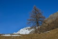 Larch in Winter in front of snowy mountains