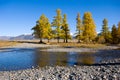 Larches Royalty Free Stock Photo