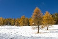 Larches in autumn dress on snow covered ground