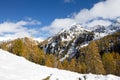 Larches in autumn dress on snow covered ground