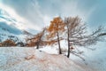 Larches in autumn on the snow Royalty Free Stock Photo