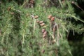 Larches are conifers in the genus Larix. A branch of a tree with ripe cones.