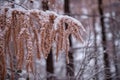 Larches a genus of conifers in the Pinaceae family that lose their leaves in winter.