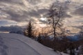 Larches on a snow-covered slope at sunset, with dolomite mountains background Royalty Free Stock Photo