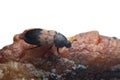 Larder beetle, Dermestes ladarius on meat