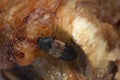 Larder beetle, Dermestes ladarius on meat