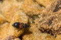 Larder Beetle - Dermestes lardarius Royalty Free Stock Photo