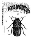 Larder Beetle Larvae and Imago, vintage illustration