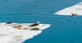 Larga Seals resting on floating ice Royalty Free Stock Photo