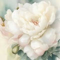 Large abstract illustration of a white and pink peony flower on soft watercolor background Royalty Free Stock Photo