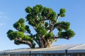 Large acacia koa tree growing in roof Royalty Free Stock Photo