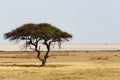 Large Acacia tree in the open savanna plains Africa Royalty Free Stock Photo