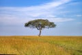 Large Acacia tree in open savanna plains of East Africa Royalty Free Stock Photo