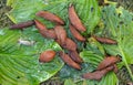 A large accumulation of portuguese slugs on gnawed hosta leaves.