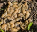 Large accumulation of slugs on the ground. Agricultural pests