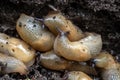 A large accumulation of slugs on the ground. Royalty Free Stock Photo