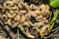 A large accumulation of slugs on the ground.