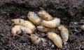 A large accumulation of slugs on the ground. Royalty Free Stock Photo