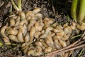 A large accumulation of slugs on the soil. Royalty Free Stock Photo