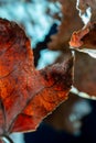 Large acer leaf reaching out to next leaf against Royalty Free Stock Photo