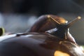 The large snail looks in the frame, close up