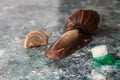 Large Achatina snail for cosmetic and medical procedures and cosmetic facial brush.