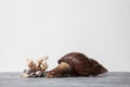 Large Achatina snail for cosmetic and medical procedures for skin regeneration, rejuvenation