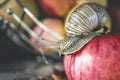 The large Achatina snail crawling on a red Apple on a background of apples.