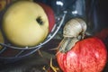 The large Achatina snail crawling on a red Apple on a background of apples.